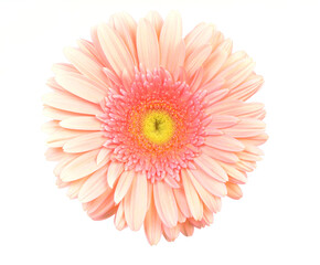 Transvaal daisy on a white background
