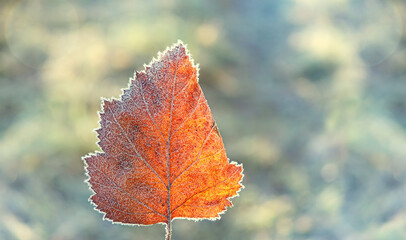 Obraz premium Frost autumn leaf on abstract nature background. Frozen fall season. first autumn frosts. autumn time concept. close up