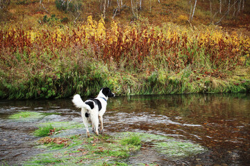 Naklejka na ściany i meble Bright colors of nature, autumn forest. The dog is tracking game in the swamps