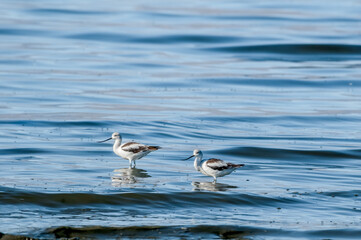 American Avocet (Recurvirostra americana) in Salton Sea area, Imperial Valley, California, USA