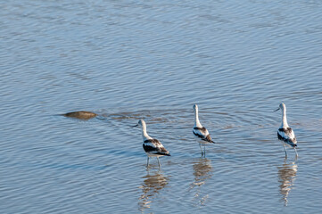 American Avocet (Recurvirostra americana) in Salton Sea area, Imperial Valley, California, USA