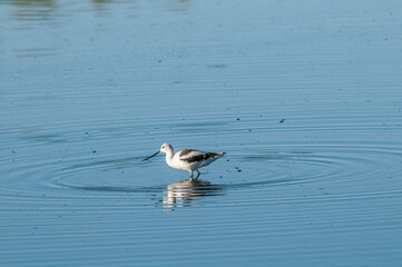 American Avocet (Recurvirostra americana) in Salton Sea area, Imperial Valley, California, USA
