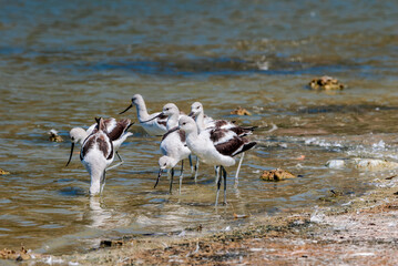 American Avocet (Recurvirostra americana) in Malibu Lagoon, California, USA