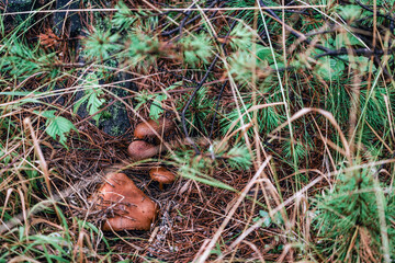 Saffron milk cap (Lactarius deliciosus) mushroom.