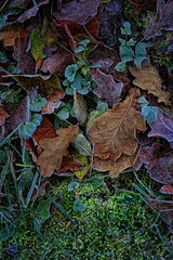 fallen dry leaves and moss, autumn nature background. Frozen fall season. first autumn frosts. 