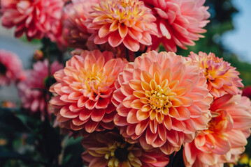 Beautiful coral pink dahlia flowers in full bloom in the garden, close up. Natural floral background.