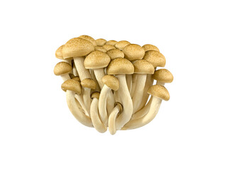 cluster brown beech mushrooms or Shimeji mushroom isolated on white background with clipping path