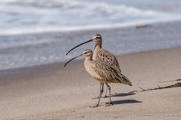 Long-billed Curlew (Numenius americanus) in Coal Oil Point Reserve, California, USA