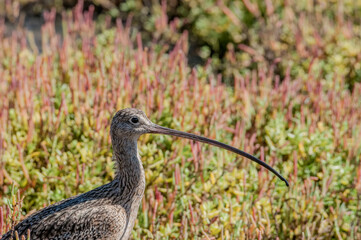 Long-billed Curlew (Numenius americanus) in Bolsa Chica Ecological Reserve, California, USA