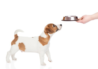 Jack Russell Terrier puppy looks at empty bowl. isolated on white background