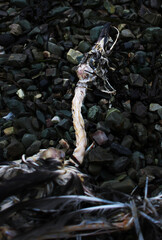 Ecology problems. A dead bird, a seagull, lies on a rocky beach near the water in the bay of the Pacific Ocean, Kamchatka. horizontal photo