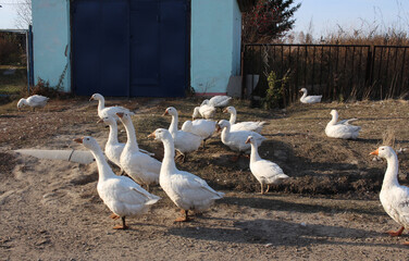 white domestic geese a flock of birds walk in the yard in the village near the house