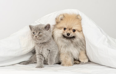 Pomeranian spitz puppy and gray cat sit together under warm blanket on a bed at home