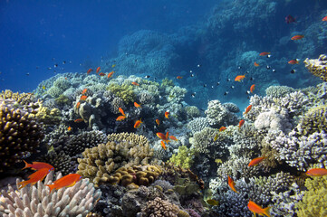 Fototapeta na wymiar Colorful coral reef with hard corals at the bottom of Red Sea