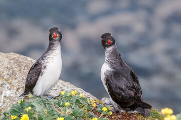 Parakeet Auklet (Aethia psittacula) at St. George Island, Pribilof Islands, Alaska, USA