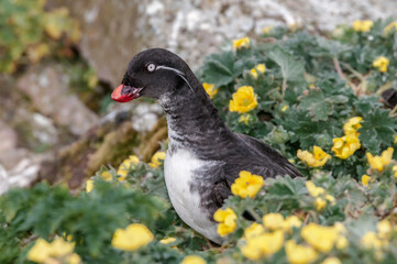 Parakeet Auklet (Aethia psittacula) at St. George Island, Pribilof Islands, Alaska, USA