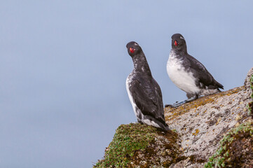 Parakeet Auklet (Aethia psittacula) at St. George Island, Pribilof Islands, Alaska, USA