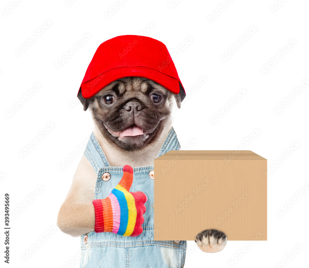 Poster pug puppy wearing overalls and a red cap holds big box and shows thumbs up gesture. isolated on whit