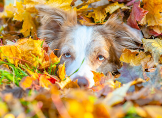 Funny Border collie dog lies inside a pile autumn leaf and looks at camera