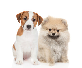 Jack russell terrier and Pomeranian spitz puppies sit together. Isolated on white background