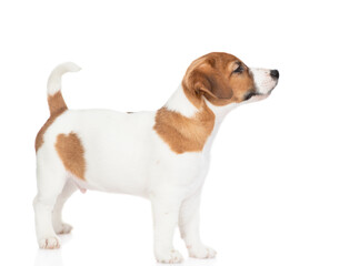 Jack russell terrier puppy stands in profile and looks away on empty space. Isolated on white background