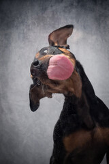Portrait Hund leckt Scheibe ab mit Paste und zieht dabei Grimassen und zeigt Zähne und ZUnge mit...