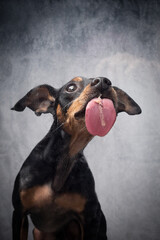 Portrait Hund leckt Scheibe ab mit Paste und zieht dabei Grimassen und zeigt Zähne und ZUnge mit...