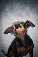 Portrait Hund leckt Scheibe ab mit Paste und zieht dabei Grimassen und zeigt Zähne und ZUnge mit...
