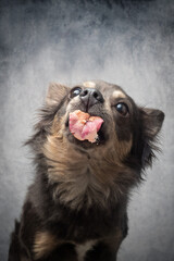 Portrait Hund leckt Scheibe ab mit Paste und zieht dabei Grimassen und zeigt Zähne und ZUnge mit...