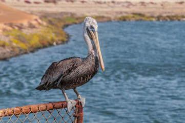 Fishing Brown Pelican (Pelecanus occidentalis) in Bolsa Chica Ecological Reserve, California, USA