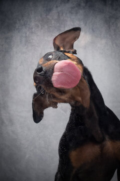 Portrait Hund leckt Scheibe ab mit Paste und zieht dabei Grimassen und zeigt Zähne und ZUnge mit grauem Hintergrund