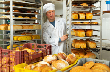 Experienced baker working in small bakery, carrying fresh baked bread on tray rack trolley..