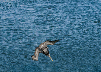 Fishing Brown Pelican (Pelecanus occidentalis) in Bolsa Chica Ecological Reserve, California, USA