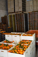 Stacks of fruit boxes with sweet fresh ripe tasty mandarin oranges in storage warehouse © JackF