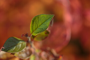 Autumn colorful leaves as background. Modern texture. Abstract template for text and design.