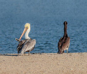 Fototapeta na wymiar Brown Pelicans (Pelecanus occidentalis) in Malibu Lagoon, California, USA