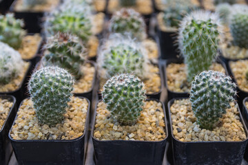 Various cactus plants, Suitable to decorate the home office