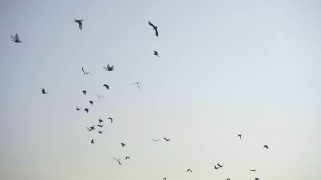 birds flying together from tree India Mumbai craws ravens Indian