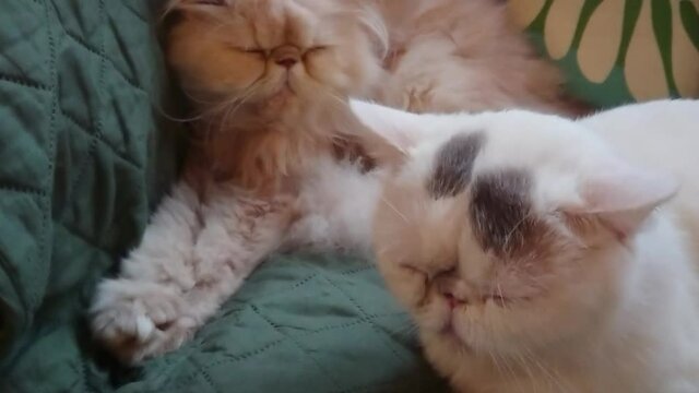 Two lazy persian cat sleepy on the couch. Funny adult cat is resting while lying on the sofa