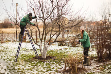 gardening team, cute caucasian female gardeners pruning apple tree branches with hedge trimmer and...