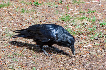 Naklejka premium Raven (Corvus corax) in Yellowstone National Park, USA