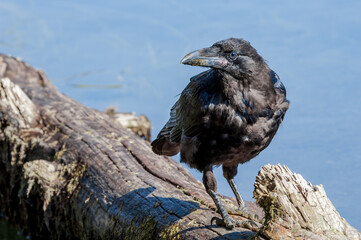 Molting Raven (Corvus corax) in Yellowstone National Park, USA