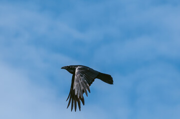 Raven (Corvus corax) at Chowiet Island, Semidi Islands, Alaska, USA