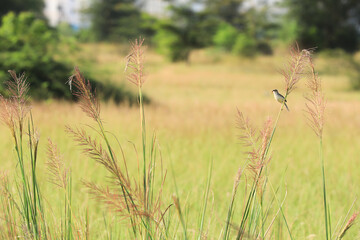 wheat field in summer with a bird 