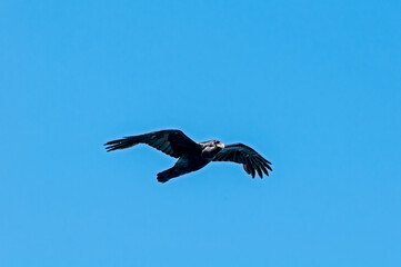 Raven (Corvus corax) at Chowiet Island, Semidi Islands, Alaska, USA