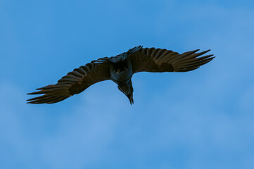 Raven (Corvus corax) at Chowiet Island, Semidi Islands, Alaska, USA