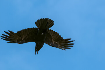 Fototapeta na wymiar Raven (Corvus corax) at Chowiet Island, Semidi Islands, Alaska, USA