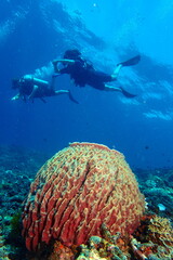 Fototapeta na wymiar Barel sponge coral and divers