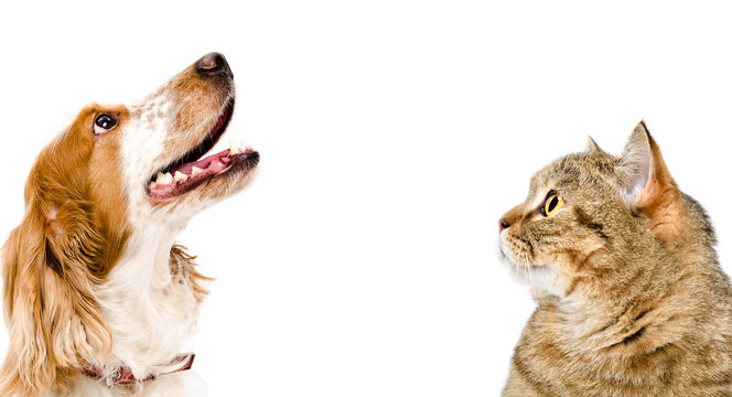 Portrait of a cat Scottish Straight and dog Russian spaniel looking up, closeup, isolated on white background