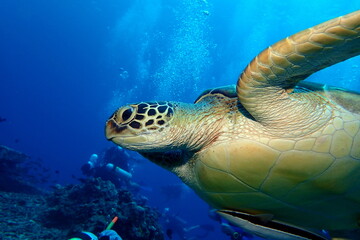 Green turtle swimming